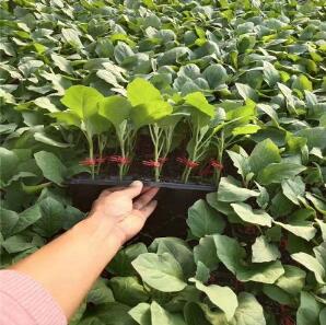 邹城育嫁接茄子苗,泰安高产油亮黑长茄苗厂家2026