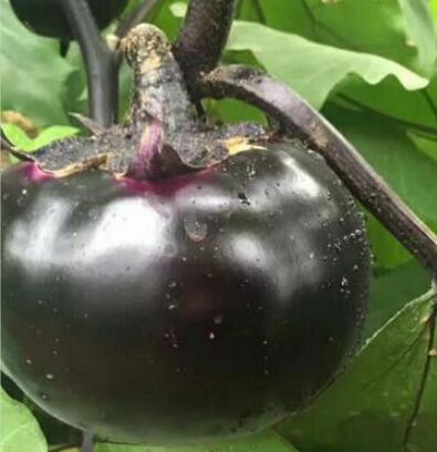 平度卖黑宝圆茄子苗,胶南嫁接茄子苗育苗厂2026