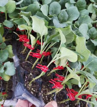 莱西哪卖嫁接圆茄子苗,淄博育茄子种苗厂2026