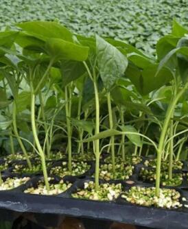 蒲城哪里卖辣椒苗,澄城辣度高螺丝椒苗\尖椒苗2026